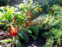 Veggie-garden.jpg