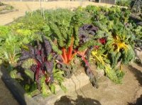 rainbow chard.jpg.jpg