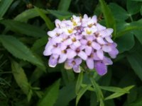 unknown flower.jpg