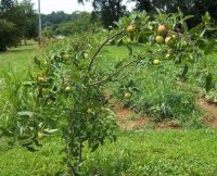 AppleTree004[1].jpg