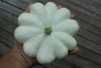 patty pan.JPG