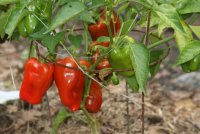 peppers.jpg