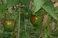 pimentos.JPG