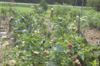 garden half view.jpg