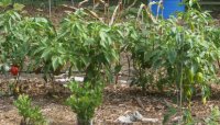 peppers1.jpg