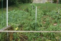 garden1.jpg