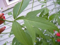 all pictures 1190.jpg