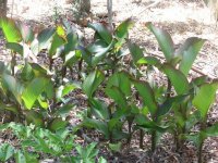 arrowroot babies.JPG