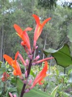 arrowroot flower.jpg