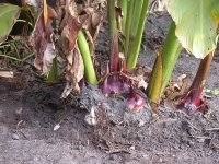 arrowroot rhizome.jpg