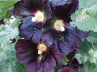 bLACK HOLLYHOCKS.jpg
