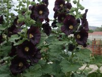 hollyhocks daylilies 069.jpg