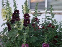 hollyhocks.jpg