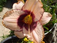 daring deception.jpg