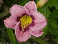 always afternoon.jpg