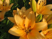 all pictures 1174.jpg