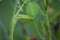 horn worm 1.JPG
