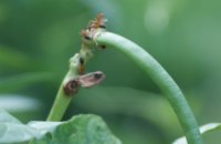 guard ants1.JPG