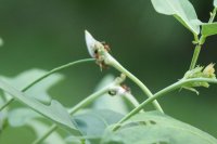 Guard ants 3.jpg