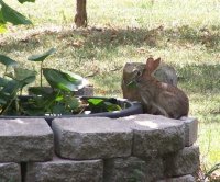 Rabbit010.jpg