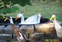 MikeyandDucks-8-20-2011005.jpg
