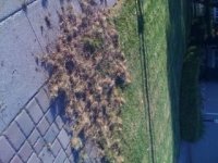 garden before.JPG