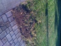 garden after.JPG