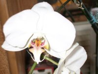 orchid ms leslie.jpg