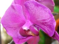 pink orchid.jpg