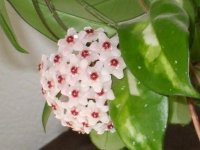 hoya.jpg
