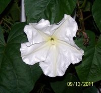 MoonflowerVine002[1].jpg