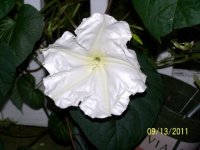MoonflowerVine004[1].jpg