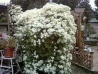 Sweet Autum front 2011.jpg