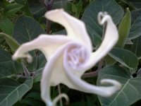 Angel Trumpet.jpg