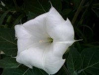 angel trumpet 7.jpg