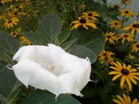 angel trumpet4.jpg
