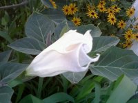 angel trumpet2.jpg