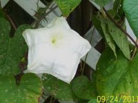 Moonflower vine 1.jpg