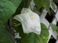 Moonflower Vine 2 (2).jpg