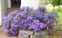 Asters013(2)[1].jpg