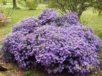 Asters006[3].jpg