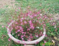 Asters004[3].jpg