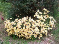 Asters001[3].jpg