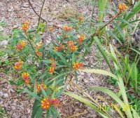 Asters007[3].jpg