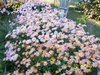 Flowers2007.jpg