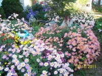 Flowers2004.jpg