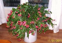 SunriseandCactus017.jpg