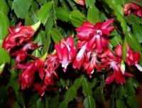 SunriseandCactus013.jpg