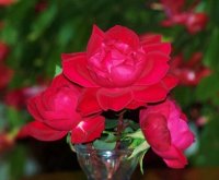 RedRoseBuds.jpg