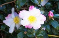 Camelias012.jpg